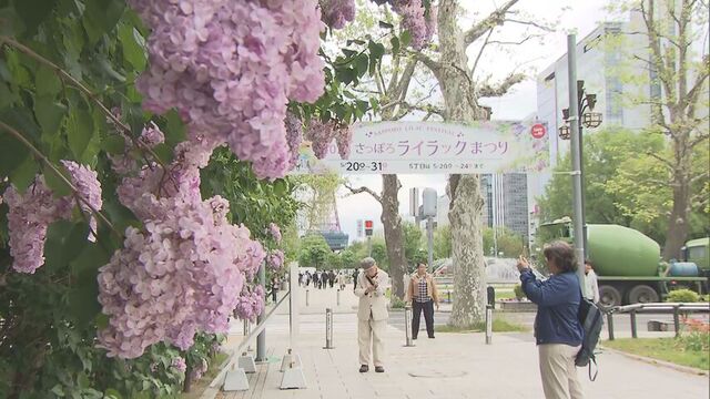 初夏の訪れ告げる「さっぽろライラックまつり」開幕 大通公園で約400本が満開