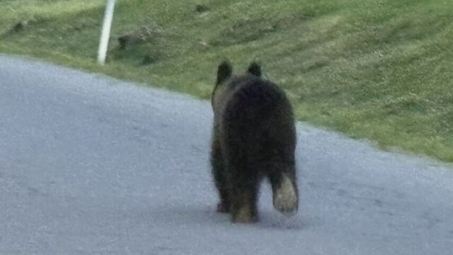 「体長1メートルほどのクマを目撃」北広島市でクマ目撃情報が相次ぐ　「自然の森キャンプ場」が週末閉鎖へ サムネイル