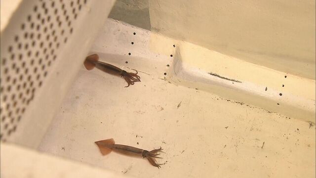 「廃業しなければ」漁師の苦悩…