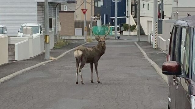 「フンもうあちこちに」札幌市西区でシカ定着化　住民の被害と不安　市も頭悩ます、駆除阻む「クマの恐れ」 サムネイル
