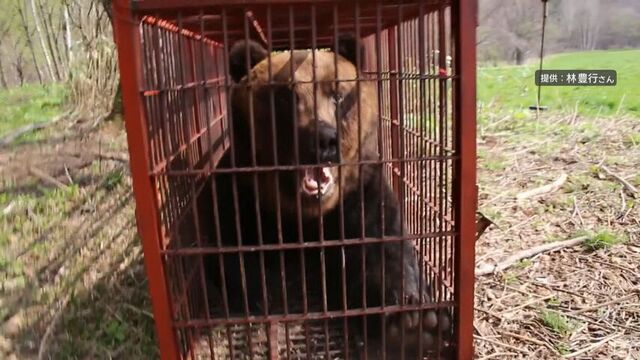 「地域の実情に合った内容が見えてこない」道内自治体のクマ対策、検討会で専門家が苦言 サムネイル