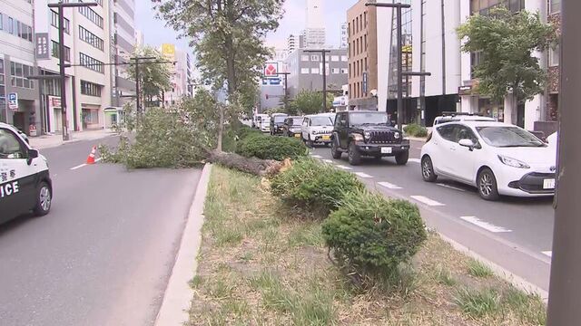 札幌の中心部 倒木が道路ふさぐ 最大瞬間風速えりも岬で２５．２メートル 札幌で２１．０メートル 