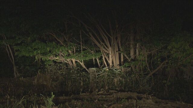 円山動物園近くの住宅街でクマ目撃 車に気づいたか茂みの中に消えていく 近くに中学校あり警戒 札幌市 サムネイル