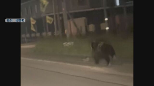 クマが車に