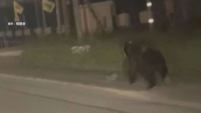 歩道をクマが「時速30kmで」…帰宅中の男性が車で1km並走、紋別の住宅街 札幌でも目撃情報 サムネイル