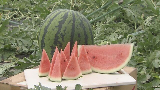 北海道共和町「らいでんスイカ」が初収穫 徹底管理で糖度13度超えの甘さに サムネイル