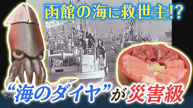 イカ消滅の危機…救世主なるか？「海のダイヤ」の豊漁で直面する矛盾　ピンチを乗り越える鍵は函館の歴史に