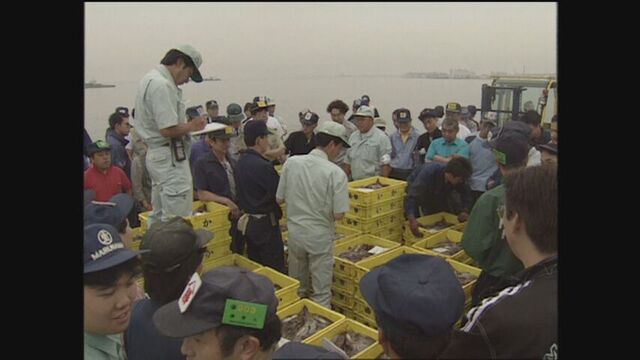 函館市水産物地方卸売市場での競り（1997年）