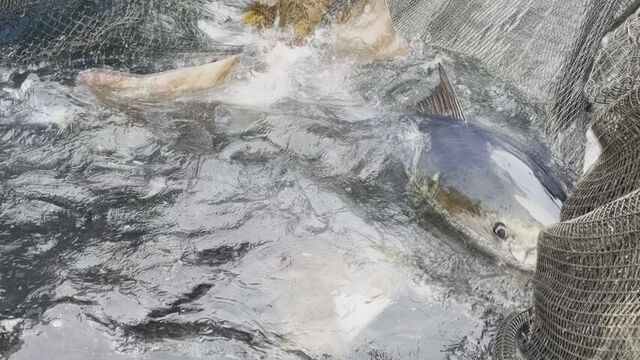 定置網にかかるマグロ（6月4日）