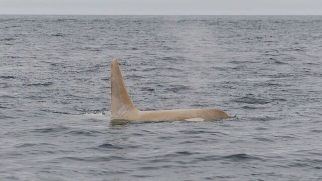 北海道・知床の海に“白いシャチ”現る　専門家「世界的に非常に珍しい」 サムネイル