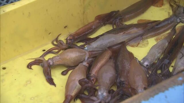 2年連続で延期…函館のスルメイカ初競り 1kg1万2000円の最高値 初日の水揚げわずか100kg　　 サムネイル