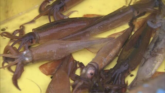 函館イカ漁師「なんとか出荷」　延期の初競り「気合い」の1kg1万2000円、過去2番目の高値 サムネイル