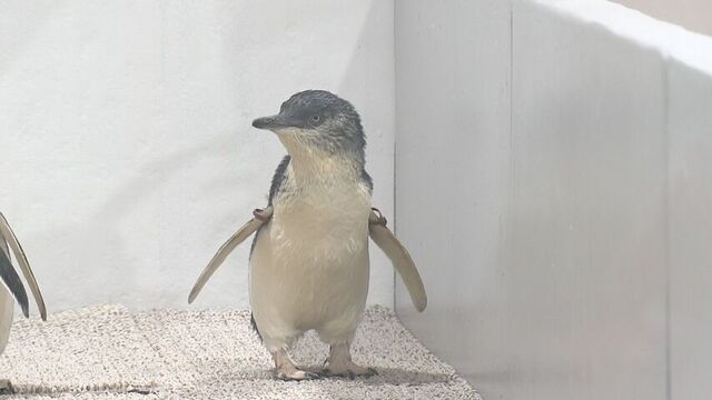 フェアリーペンギンのヒナの名は『ミント』！　AOAO　SAPPOROで3月に誕生 サムネイル