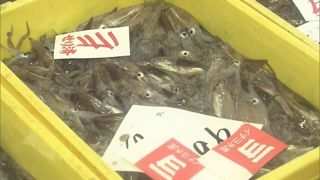 「甘くておいしい」函館に待望のスルメイカ　9日遅れの初水揚げ、わずか100kg サムネイル