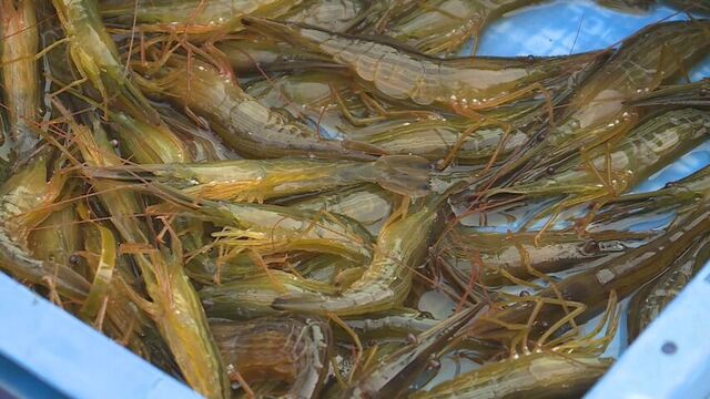 「海のルビー」ホッカイシマエビ漁が解禁！明治から続く伝統の「打瀬船」が野付湾をゆく　別海町