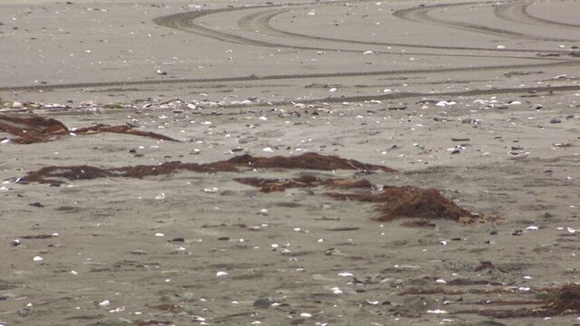 【なぜ？】網走市の海岸でウミウとみられる野生の鳥の死骸１３０羽見つかる　道が回収し原因を調査中 