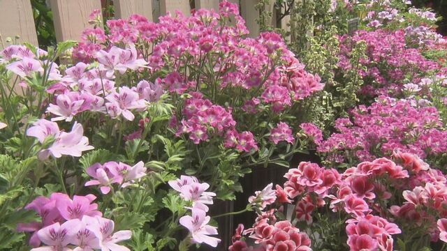 「ゼラニウムいっぱい種類あって綺麗。なごむもんね。」 札幌・百合が原公園でゼラニウム展が最終日