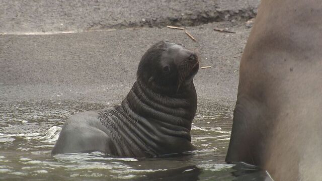 「ちっこくてかわいい」おたる水族館でトドの赤ちゃん誕生!お母さんにべったりな愛くるしい姿 サムネイル