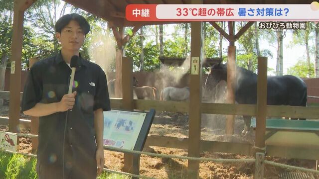 【中継】「百獣の王も動けない…」33度超の帯広 動物たちの暑さ対策は? サムネイル