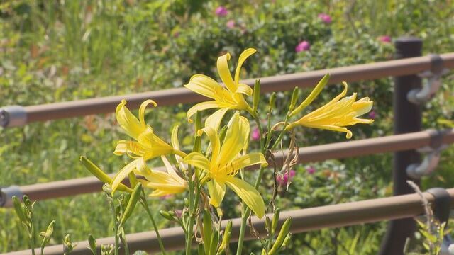 北海道オホーツクに夏の彩り 200種類の花々が咲き誇る小清水原生花園 網走国定公園 サムネイル