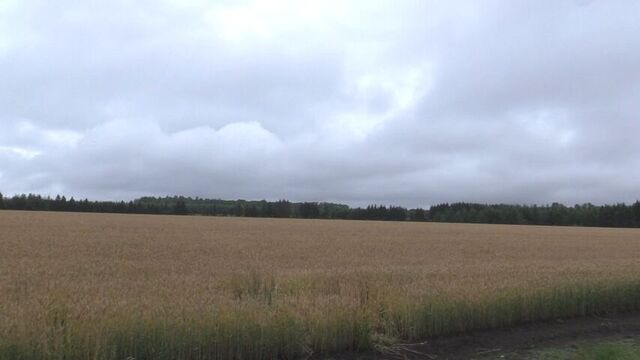 　北海道更別村でハンターを襲ったクマの死骸見つかる　男性は両腕を噛まれ病院搬送も命に別状なし サムネイル