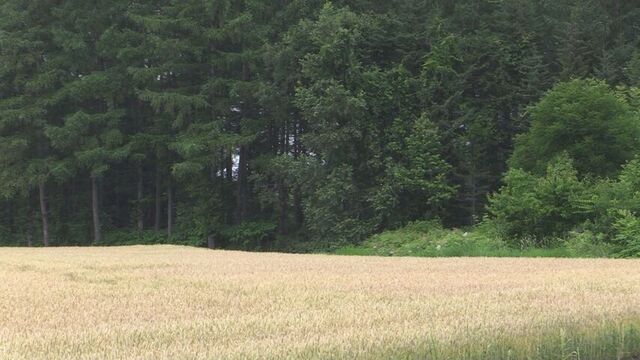「素手で目をつぶした」 ハンター襲った子グマの死骸発見 男性は重傷 村長「非常に重い事態」 北海道 サムネイル