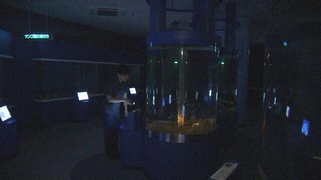 夏の期間限定・夜の水族館イベント