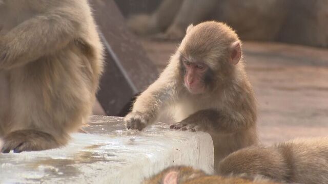 プレゼントにサルも夢中　高気温の旭川でぐったり…旭山動物園の動物たちが巨大氷でひんやりリフレッシュ！