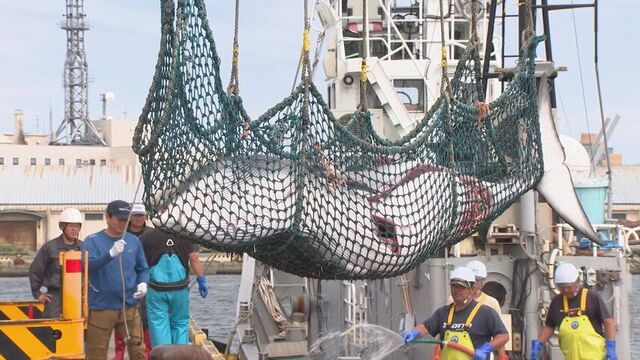 商業捕鯨】体長4.6m 重さ1.1トン 釧路港でミンククジラ初水揚げ「脂の