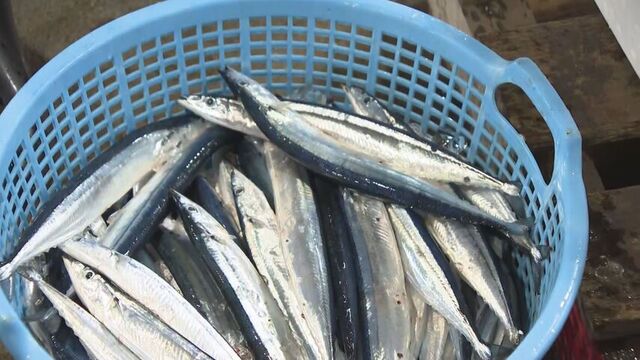 日本海のサンマ 分布量 過去最低さらに”下回る"か 今年まだ４２．９万トン 「漁しにくい年に」 北海道 　