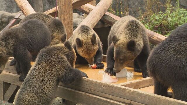 かわいい！　のぼりべつクマ牧場　子グマたちがリンゴが入った氷をかじる　恒例の「ガリガリタイム」
