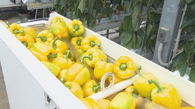 涼しい気候を生かしてパプリカを栽培