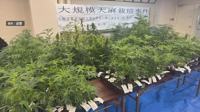 日高町の倉庫で約1億円相当の大麻草を栽培していた疑い　男2人を逮捕 サムネイル