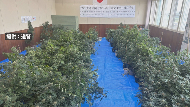 組織的犯行の可能性　大麻草約1億円分　元食品工場借りて栽培か　警察は男2人の認否明かさず サムネイル
