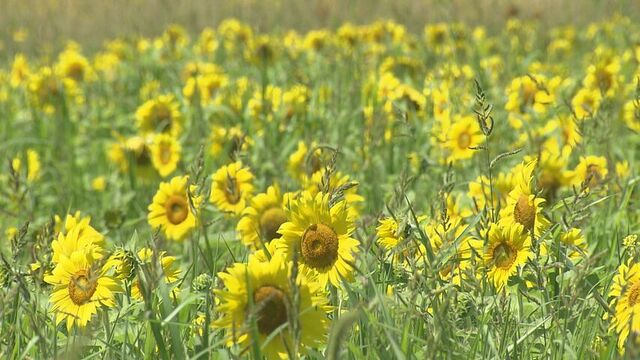 北海道・仁木町の新たな観光名所!?20万本が咲き誇るヒマワリ畑　土地の再生に挑戦する若き農家の思いとは…