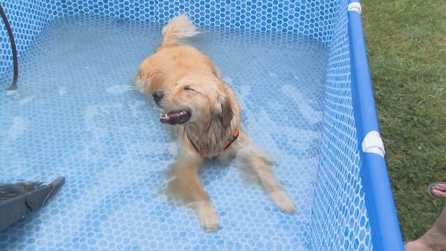 ペットも人間も夏バテ対策！旭川の公園に犬用プール登場　着るだけで疲労軽減「リカバリーウェア」も
