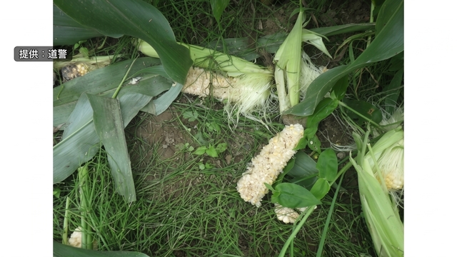 家庭菜園のスイートコーン、クマに食べられる被害　数日前には町内でペットのヤギ襲われる　北海道・八雲町