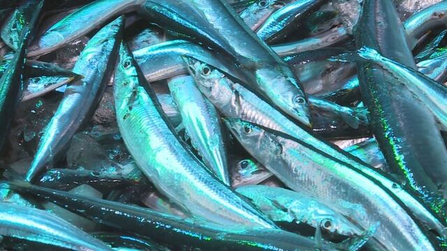 サンマ棒受け網漁　大型船1隻が根室・花咲港で水揚げ　大きめの魚体も　