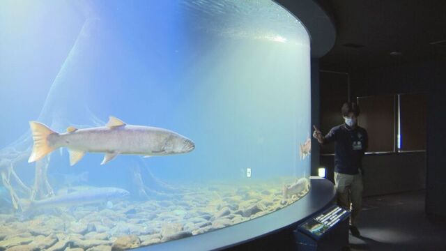 日本最大の淡水魚・イトウの捕食の様子を間近で…北見市・北の大地の水族館で「いただきますライブ」開催