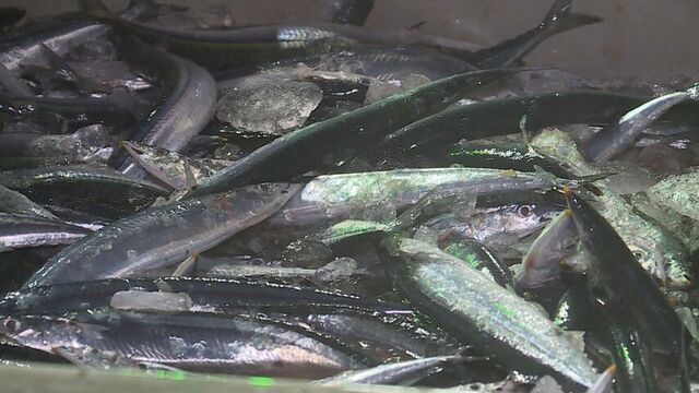 北海道に秋の味覚到来！「大きい魚もけっこういたので今後に期待」根室・花咲港でサンマ約254トン水揚げ サムネイル