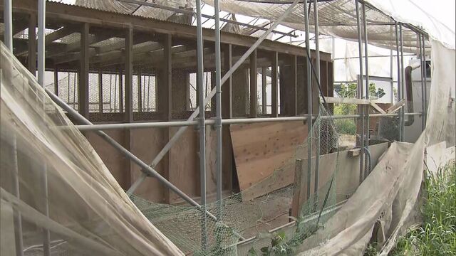 ビニール引き裂かれ　鶏20羽以上が被害　養鶏場にクマの足跡　岩見沢市 サムネイル