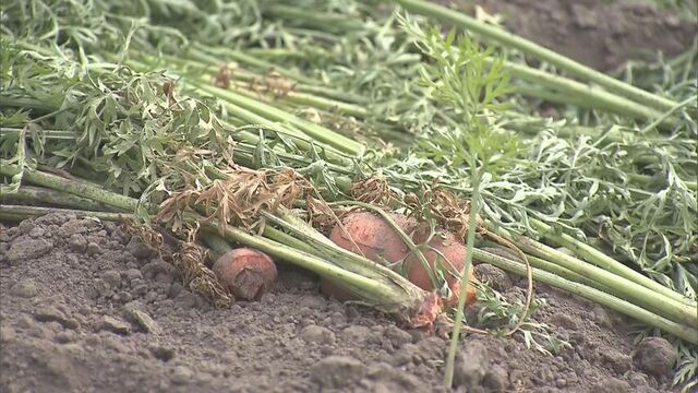 クマ被害相次ぐ　岩見沢はニワトリ20羽の死骸、函館はニンジン500本食べられる… サムネイル