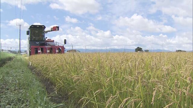 「消費の先行きが見通せない」この秋のコメの概算金は去年の４割にあたる引き下げと判明　ホクレン