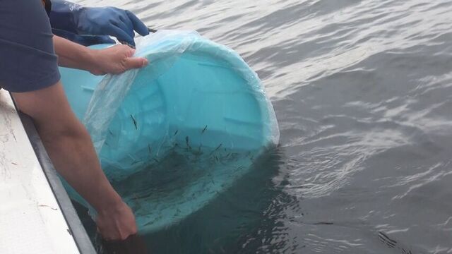 3cmほどに育った稚エビ1万1000匹が海へ　ホッカイシマエビの稚エビ　海に放流　8万4000匹放流する予定