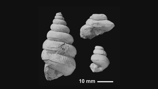 道北で発見された「異常巻き」アンモナイト化石が