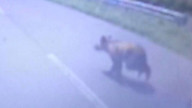 「気配がする」北海道でクマの目撃相次ぐ　歌志内市で子グマ出現、函館市のキャンプ場では大学生が避難 サムネイル