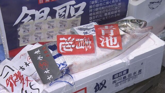 北海道ブランド鮭「銀聖」88万8888円　今年の秋サケ来遊数は過去最低の恐れも サムネイル