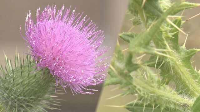 触れると危険！トゲだらけの外来植物「アメリカオニアザミ」通学路にも　函館 サムネイル