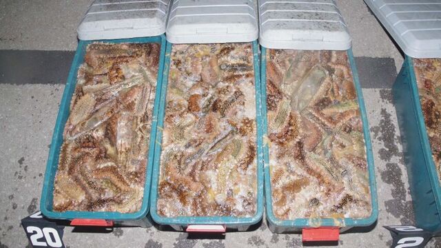 小樽沖でナマコ475kg密漁か　男7人を逮捕　無灯火のプレジャーボートから海保が発見 サムネイル