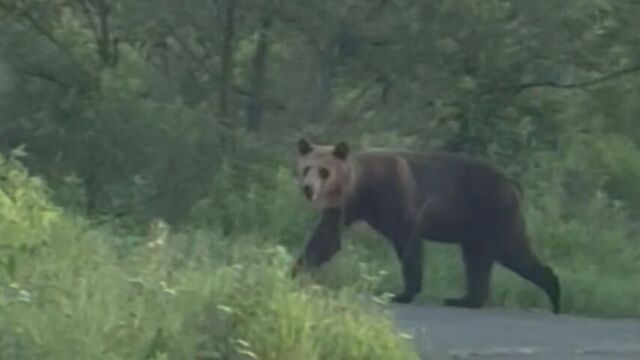 ニンジンが…トウモロコシが…北海道内クマの食害相次ぐ「食欲」増す時季　今年の出没どうなる サムネイル